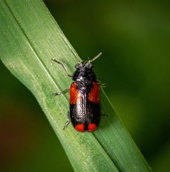 Smaragdina militaris by (c) Justin Williams, some rights reserved (CC BY), uploaded by Justin Williams. Used under a CC-BY license.