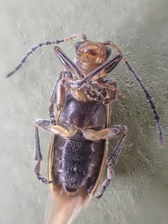 Syneta carinata by (c) Trevor Van Loon, some rights reserved (CC BY), uploaded by Trevor Van Loon. Used under a CC-BY license.