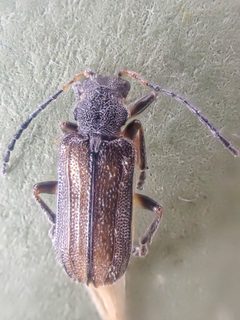 Syneta carinata by (c) Trevor Van Loon, some rights reserved (CC BY), uploaded by Trevor Van Loon. Used under a CC-BY license.