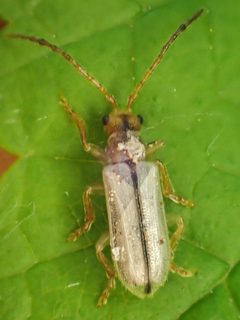 Syneta albida by (c) Trevor Van Loon, some rights reserved (CC BY), uploaded by Trevor Van Loon. Used under a CC-BY license.