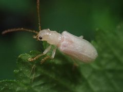 Syneta albida by (c) Nolan Exe, some rights reserved (CC BY), uploaded by Nolan Exe. Used under a CC-BY license.