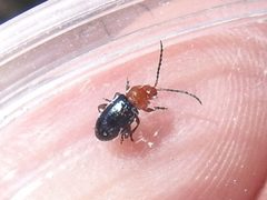 Syphrea flavicollis by (c) Sam Kieschnick, some rights reserved (CC BY), uploaded by Sam Kieschnick. Used under a CC-BY license.