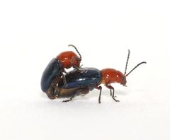 Syphrea flavicollis by (c) Laura Gaudette, some rights reserved (CC BY), uploaded by Laura Gaudette. Used under a CC-BY license.
