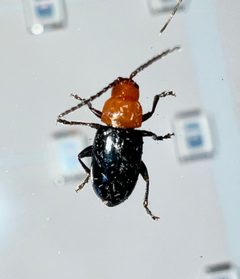 Syphrea flavicollis by (c) Joshua Ebright, some rights reserved (CC BY), uploaded by Joshua Ebright. Used under a CC-BY license.