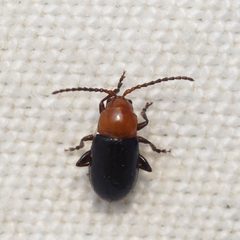 Syphrea flavicollis by (c) Russell Pfau, some rights reserved (CC BY), uploaded by Russell Pfau. Used under a CC-BY license.