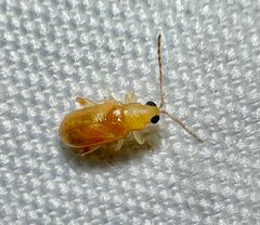 Systena corni by (c) Joshua Ebright, some rights reserved (CC BY), uploaded by Joshua Ebright. Used under a CC-BY license.