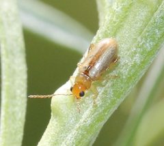 Systena laevis by (c) Even Dankowicz, some rights reserved (CC BY), uploaded by Even Dankowicz. Used under a CC-BY license.