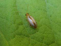 Systena laevis by (c) Tyler Bishop, some rights reserved (CC BY), uploaded by Tyler Bishop. Used under a CC-BY license.