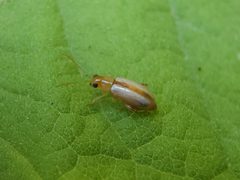 Systena laevis by (c) Tyler Bishop, some rights reserved (CC BY), uploaded by Tyler Bishop. Used under a CC-BY license.