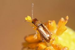 Systena laevis by (c) Trevor Van Loon, some rights reserved (CC BY), uploaded by Trevor Van Loon. Used under a CC-BY license.