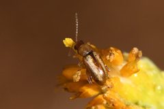 Systena laevis by (c) Trevor Van Loon, some rights reserved (CC BY), uploaded by Trevor Van Loon. Used under a CC-BY license.