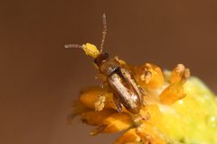 Systena laevis by (c) Trevor Van Loon, some rights reserved (CC BY), uploaded by Trevor Van Loon. Used under a CC-BY license.
