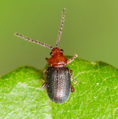 Trichaltica scabricula by (c) Justin Williams, some rights reserved (CC BY), uploaded by Justin Williams. Used under a CC-BY license.
