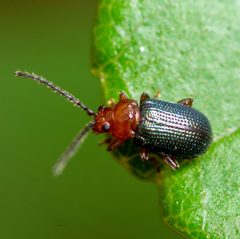 Trichaltica scabricula by (c) Justin Williams, some rights reserved (CC BY), uploaded by Justin Williams. Used under a CC-BY license.