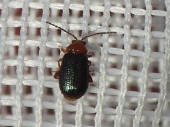 Trichaltica scabricula by (c) Sam Kieschnick, some rights reserved (CC BY), uploaded by Sam Kieschnick. Used under a CC-BY license.