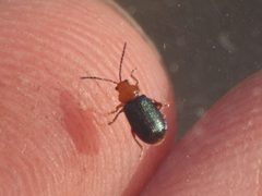 Trichaltica scabricula by (c) Sam Kieschnick, some rights reserved (CC BY), uploaded by Sam Kieschnick. Used under a CC-BY license.