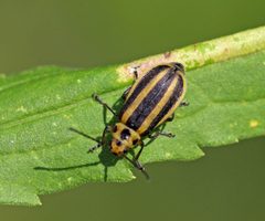 Trirhabda adela by (c) Christine Young, some rights reserved (CC BY), uploaded by Christine Young. Used under a CC-BY license.