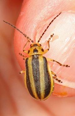 Trirhabda borealis by (c) Judy Gallagher, some rights reserved (CC BY). Used under a CC-BY license.