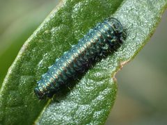 Trirhabda eriodictyonis by (c) Cricket Raspet, some rights reserved (CC BY), uploaded by Cricket Raspet. Used under a CC-BY license.