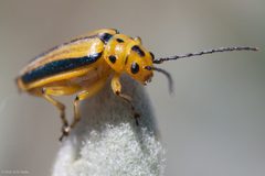 Trirhabda eriodictyonis by (c) Ken-ichi Ueda, some rights reserved (CC BY), uploaded by Ken-ichi Ueda. Used under a CC-BY license.