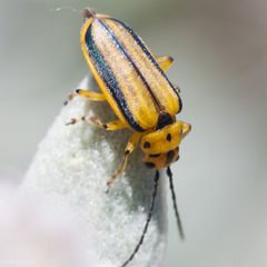 Trirhabda eriodictyonis by (c) Ken-ichi Ueda, some rights reserved (CC BY), uploaded by Ken-ichi Ueda. Used under a CC-BY license.