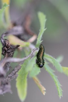 Trirhabda luteocincta by (c) Millie Basden, some rights reserved (CC BY), uploaded by Millie Basden. Used under a CC-BY license.