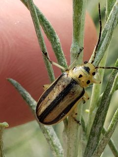 Trirhabda nitidicollis by (c) Mark Richman, some rights reserved (CC BY), uploaded by Mark Richman. Used under a CC-BY license.