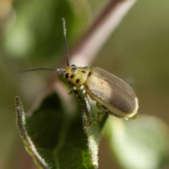 Trirhabda schwarzi by (c) Elliott Gordon, some rights reserved (CC BY), uploaded by Elliott Gordon. Used under a CC-BY license.