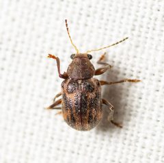 Xanthonia picturata by (c) Justin Williams, some rights reserved (CC BY), uploaded by Justin Williams. Used under a CC-BY license.