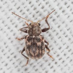 Xanthonia picturata by (c) Victor Engel, some rights reserved (CC BY), uploaded by Victor Engel. Used under a CC-BY license.