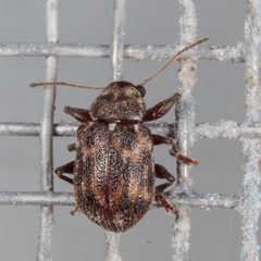 Xanthonia picturata by (c) Victor Engel, some rights reserved (CC BY), uploaded by Victor Engel. Used under a CC-BY license.