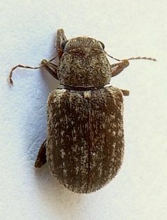 Xanthonia vagans by (c) jimeckert49, some rights reserved (CC BY). Used under a CC-BY license.