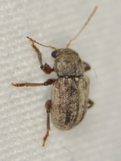 Xanthonia vagans by (c) Elliott Gordon, some rights reserved (CC BY), uploaded by Elliott Gordon. Used under a CC-BY license.
