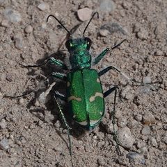 Cicindela denverensis by (c) Colin Croft, some rights reserved (CC BY), uploaded by Colin Croft. Used under a CC-BY license.
