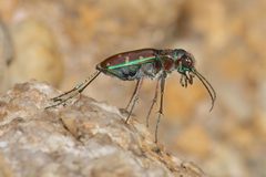 Cicindela limbalis by (c) Laura Gaudette, some rights reserved (CC BY), uploaded by Laura Gaudette. Used under a CC-BY license.