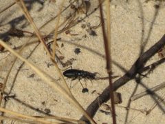 Cicindela nigrior by no rights reserved, uploaded by Reuven Martin. Used under a CC0 license.