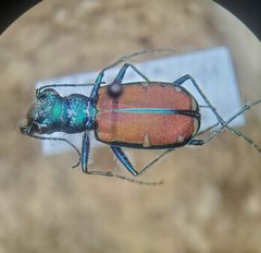 Cicindela splendida by (c) Bennett Grappone, some rights reserved (CC BY), uploaded by Bennett Grappone. Used under a CC-BY license.