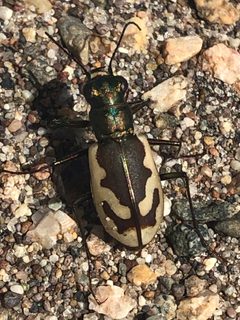Cicindela theatina by (c) Jared Shorma, some rights reserved (CC BY), uploaded by Jared Shorma. Used under a CC-BY license.