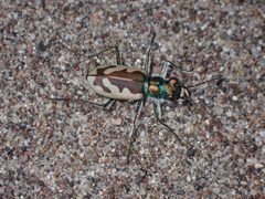 Cicindela theatina by (c) Jared Shorma, some rights reserved (CC BY), uploaded by Jared Shorma. Used under a CC-BY license.