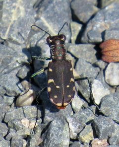Cicindelidia rufiventris hentzii by (c) Nick Block, some rights reserved (CC BY), uploaded by Nick Block. Used under a CC-BY license.