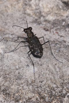 Cicindelidia trifasciata ascendens by (c) Laura Gaudette, some rights reserved (CC BY), uploaded by Laura Gaudette. Used under a CC-BY license.