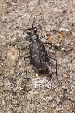 Cicindelidia trifasciata ascendens by (c) Laura Gaudette, some rights reserved (CC BY), uploaded by Laura Gaudette. Used under a CC-BY license.