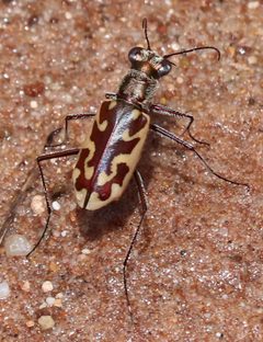 Ellipsoptera macra by (c) Catherine C. Galley, some rights reserved (CC BY), uploaded by Catherine C. Galley. Used under a CC-BY license.