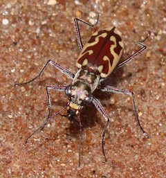 Ellipsoptera macra by (c) Catherine C. Galley, some rights reserved (CC BY), uploaded by Catherine C. Galley. Used under a CC-BY license.