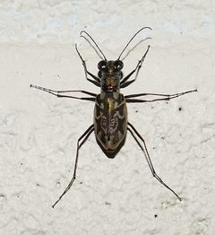 Ellipsoptera by (c) Wendy McCrady, some rights reserved (CC BY), uploaded by Wendy McCrady. Used under a CC-BY license.