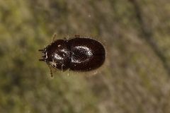 Cis rotundulus by (c) Brandon Johnson, some rights reserved (CC BY), uploaded by Brandon Johnson. Used under a CC-BY license.