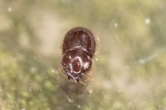 Cis rotundulus by (c) Brandon Johnson, some rights reserved (CC BY), uploaded by Brandon Johnson. Used under a CC-BY license.