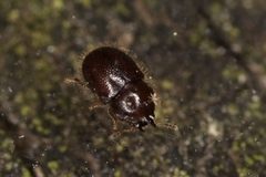 Cis rotundulus by (c) Brandon Johnson, some rights reserved (CC BY), uploaded by Brandon Johnson. Used under a CC-BY license.