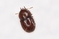 Cis rotundulus by (c) Brandon Johnson, some rights reserved (CC BY), uploaded by Brandon Johnson. Used under a CC-BY license.