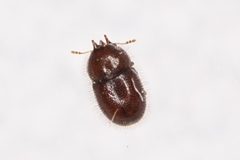 Cis rotundulus by (c) Brandon Johnson, some rights reserved (CC BY), uploaded by Brandon Johnson. Used under a CC-BY license.